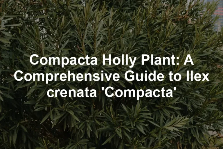 Featured image for Compacta Holly Plant: A Comprehensive Guide to Ilex crenata 'Compacta'