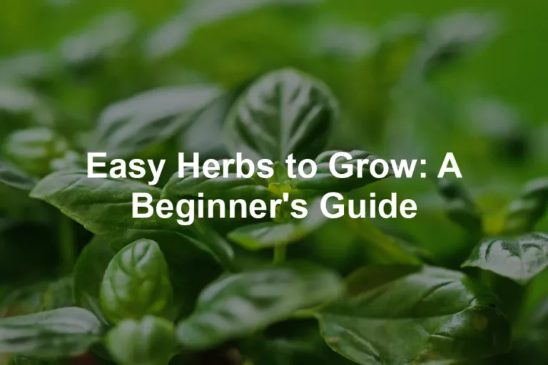 Featured image for Easy Herbs to Grow: A Beginner's Guide