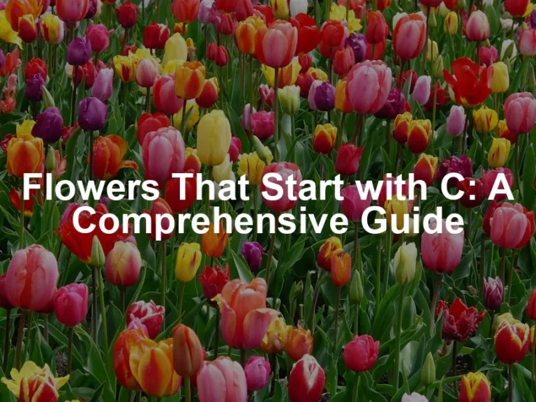 Featured image for Flowers That Start with C: A Comprehensive Guide