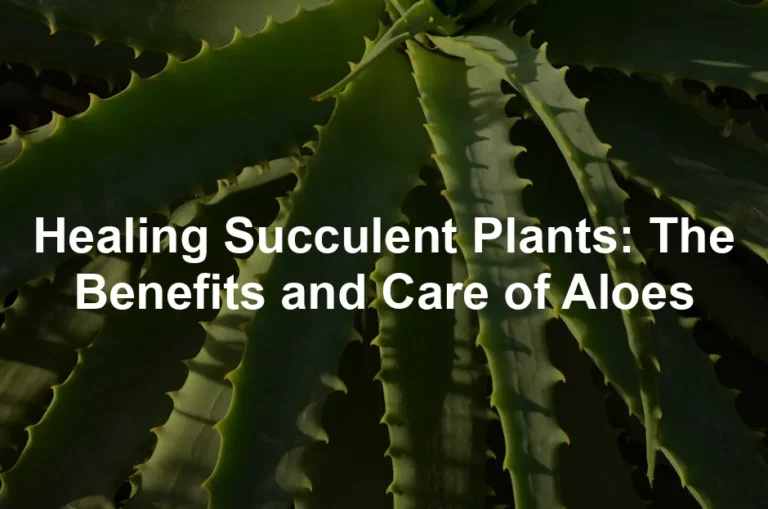 Featured image for Healing Succulent Plants: The Benefits and Care of Aloes
