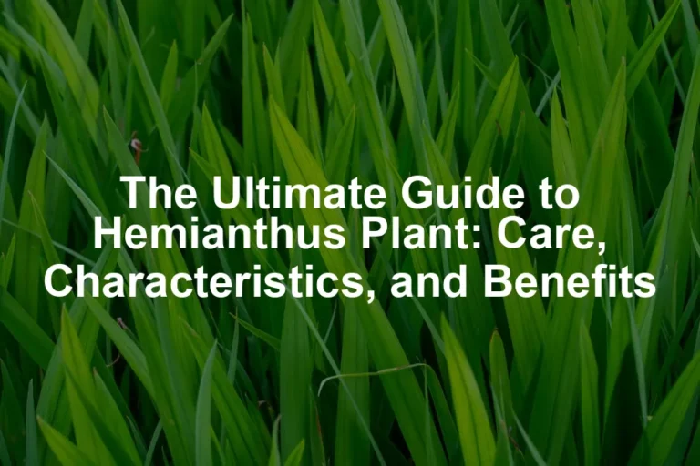 Featured image for The Ultimate Guide to Hemianthus Plant: Care, Characteristics, and Benefits