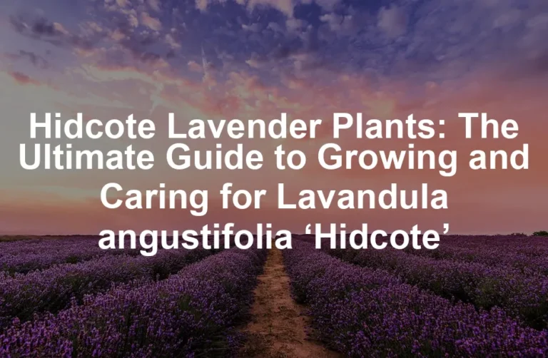 Featured image for Hidcote Lavender Plants: The Ultimate Guide to Growing and Caring for Lavandula angustifolia ‘Hidcote’