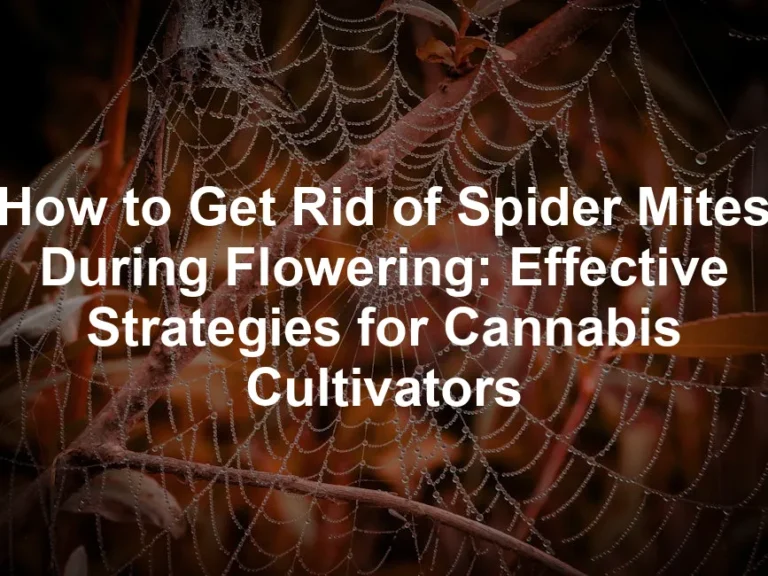 Featured image for How to Get Rid of Spider Mites During Flowering: Effective Strategies for Cannabis Cultivators