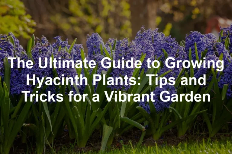 Featured image for The Ultimate Guide to Growing Hyacinth Plants: Tips and Tricks for a Vibrant Garden