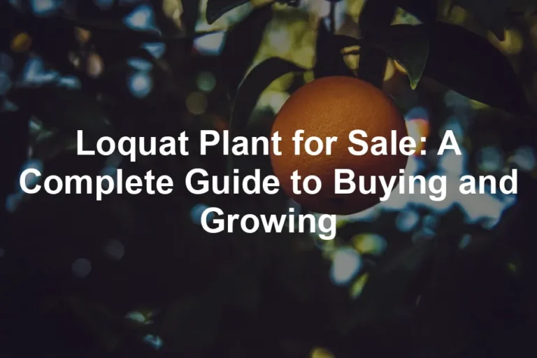 Featured image for Loquat Plant for Sale: A Complete Guide to Buying and Growing