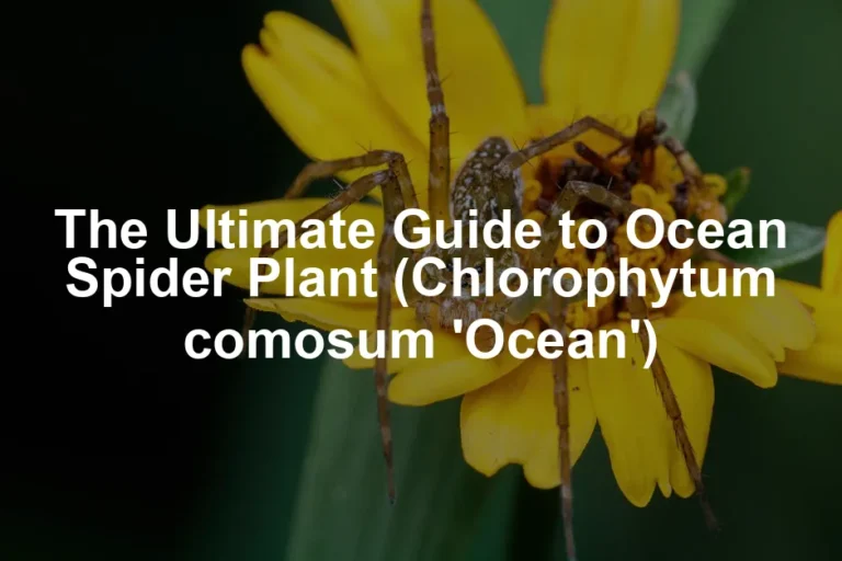 Featured image for The Ultimate Guide to Ocean Spider Plant (Chlorophytum comosum 'Ocean')
