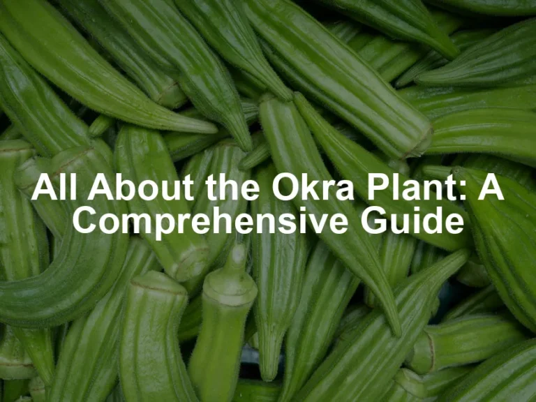Featured image for All About the Okra Plant: A Comprehensive Guide