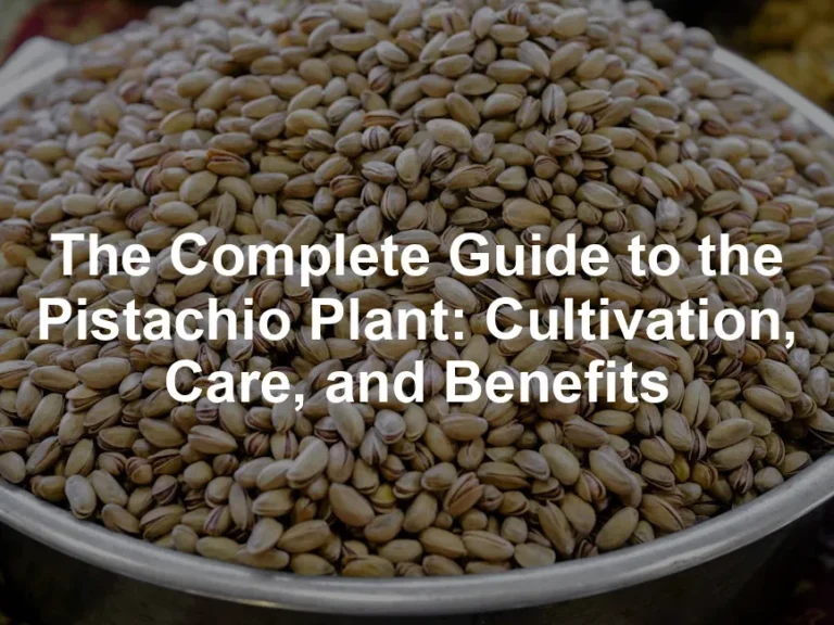 Featured image for The Complete Guide to the Pistachio Plant: Cultivation, Care, and Benefits
