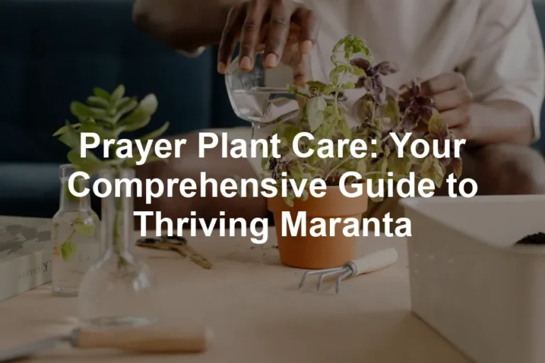 Featured image for Prayer Plant Care: Your Comprehensive Guide to Thriving Maranta