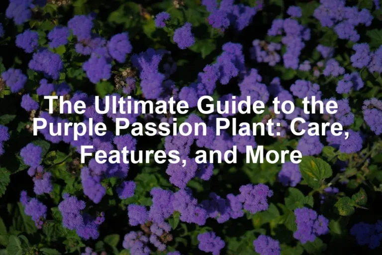 Featured image for The Ultimate Guide to the Purple Passion Plant: Care, Features, and More