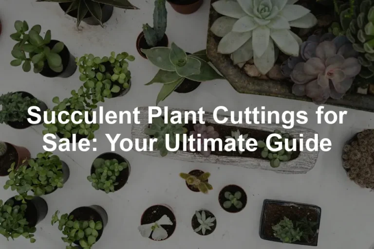 Featured image for Succulent Plant Cuttings for Sale: Your Ultimate Guide