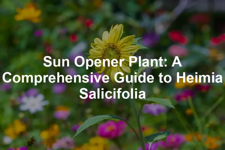 Featured image for Sun Opener Plant: A Comprehensive Guide to Heimia Salicifolia