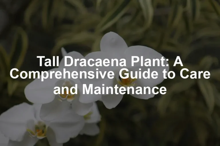 Featured image for Tall Dracaena Plant: A Comprehensive Guide to Care and Maintenance