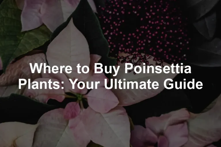 Featured image for Where to Buy Poinsettia Plants: Your Ultimate Guide