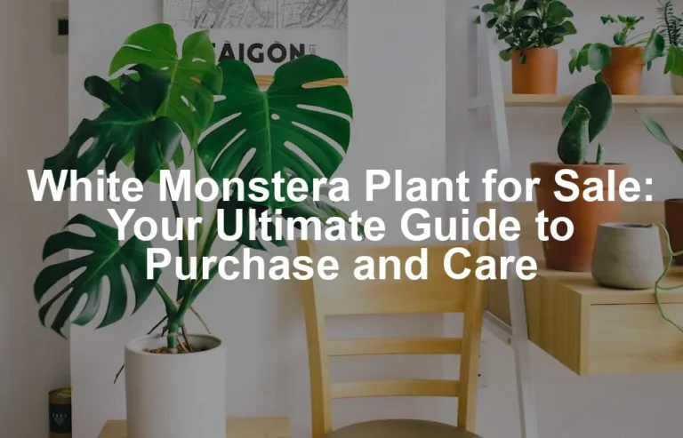 Featured image for White Monstera Plant for Sale: Your Ultimate Guide to Purchase and Care